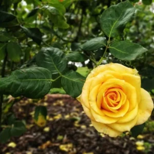 Yellow Rose Bush – Hybrid Tea Rose Live Plant – 4-7 Inch Tall – Outdoor - Image 7