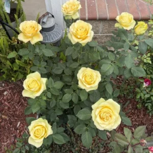 Yellow Rose Bush – Hybrid Tea Rose Live Plant – 4-7 Inch Tall – Outdoor - Image 8