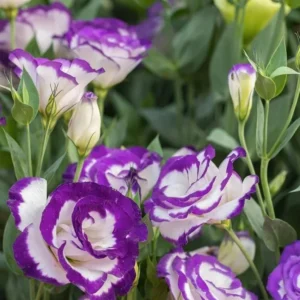 Lisianthus Solo Blue Picotee Live Plant Plug Starter 1-3 Inch