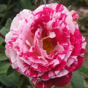 Scentimental Stripe Rose Plant – Live plant – 4-6 inches tall – Indoor/Outdoor - Image 3