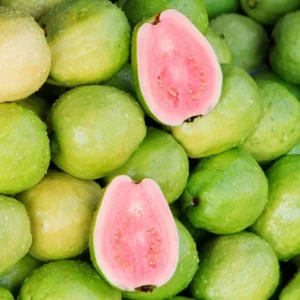 Pink Guava Tree Live Plant – Psidium guajava – 8 to 10 Inches Tall – 4 Inch Pot – Outdoor - Image 9