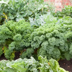 1 Pot Blue Scotch Swirl Kale Plant Live for Planting, Heirloom Vegetable Gardening, Easy To Grow, Delicious in Salads, 3-6