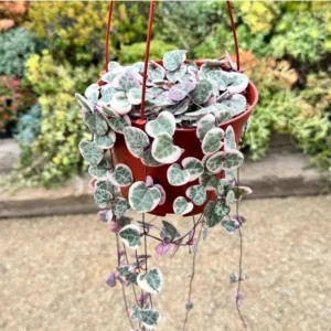Ceropegia Woodii Variegated String of Hearts Succulent Plant 2 Inch Pot for Garden