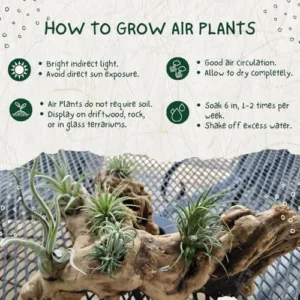 12 Tillandsia Air Plants Live Succulents Assorted Variety Indoor Plants for Decoration Terrariums Office