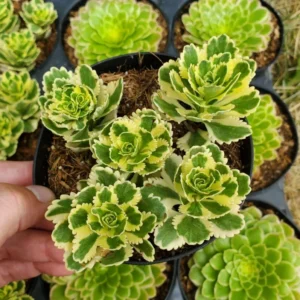 Sedum Takesimense Atlantis™ Variegated Succulent Live Plant 2 Inch for Garden