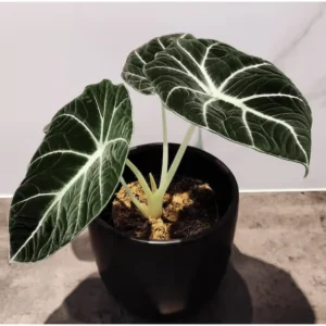 Black Velvet Alocasia Live Plant – Indoor Elephant Ear – 4-6 Inch Tall - Image 5