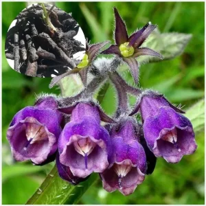 15 Packs Bocking 14 Comfrey Plant Roots - 4 Inch Bare Root Perennial - Image 10