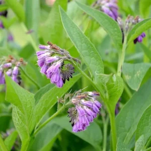 15 Packs Bocking 14 Comfrey Plant Roots - 4 Inch Bare Root Perennial - Image 3