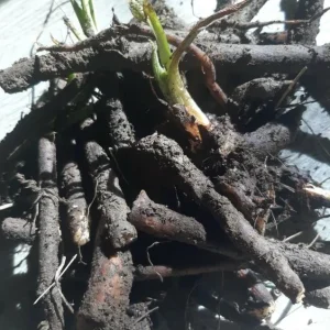 15 Packs Bocking 14 Comfrey Plant Roots - 4 Inch Bare Root Perennial - Image 4