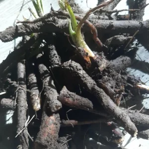 15 Packs Bocking 14 Comfrey Plant Roots - 4 Inch Bare Root Perennial - Image 4