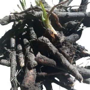 15 Packs Bocking 14 Comfrey Plant Roots - 4 Inch Bare Root Perennial - Image 5