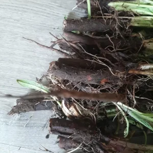 15 Packs Bocking 14 Comfrey Plant Roots - 4 Inch Bare Root Perennial - Image 6