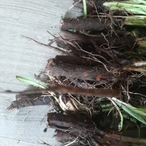 15 Packs Bocking 14 Comfrey Plant Roots - 4 Inch Bare Root Perennial - Image 6