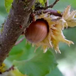 American Hazelnut Live Plant Seedling - Up to 2 ft Tall - Outdoor Nut Tree - Image 2