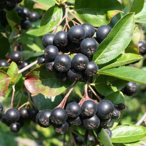 Black Chokecherry Live Plant (Aronia Melanocarpa) – 2 ft Tall Shrub – Outdoor