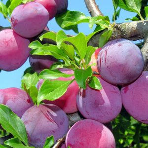 Cherry Plum Live Tree - Prunus Cerasifera - Fruit Tree Plant, Up to 3 ft