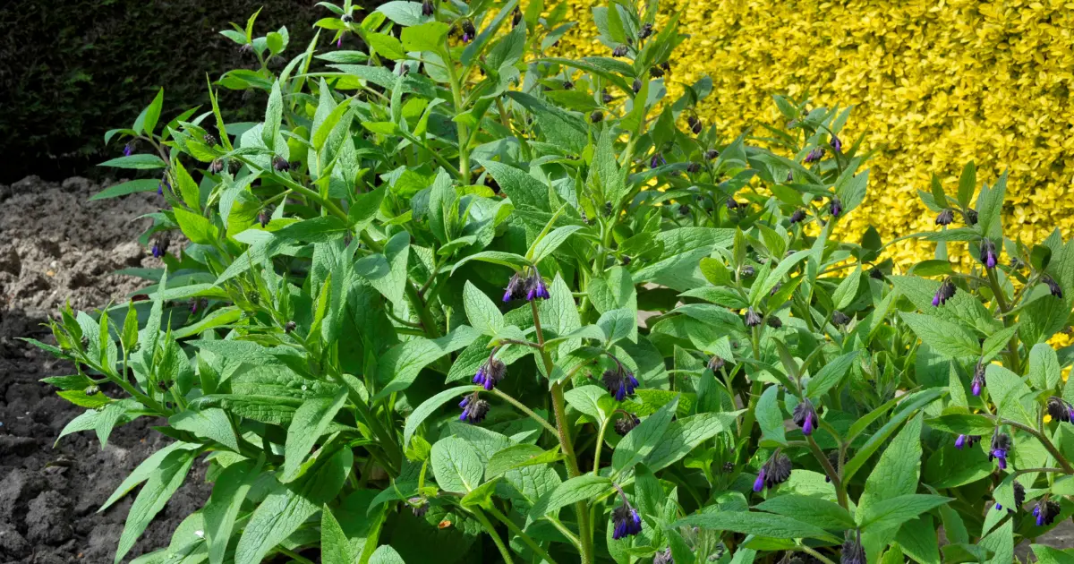 Comfrey Companion Planting: What to Grow Next to Your Comfrey Patch?