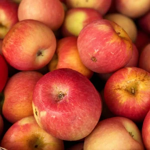 Fuji Apple Tree Live Plant - Rooted Fruit Tree, 3+ ft Tall, Outdoor (3)