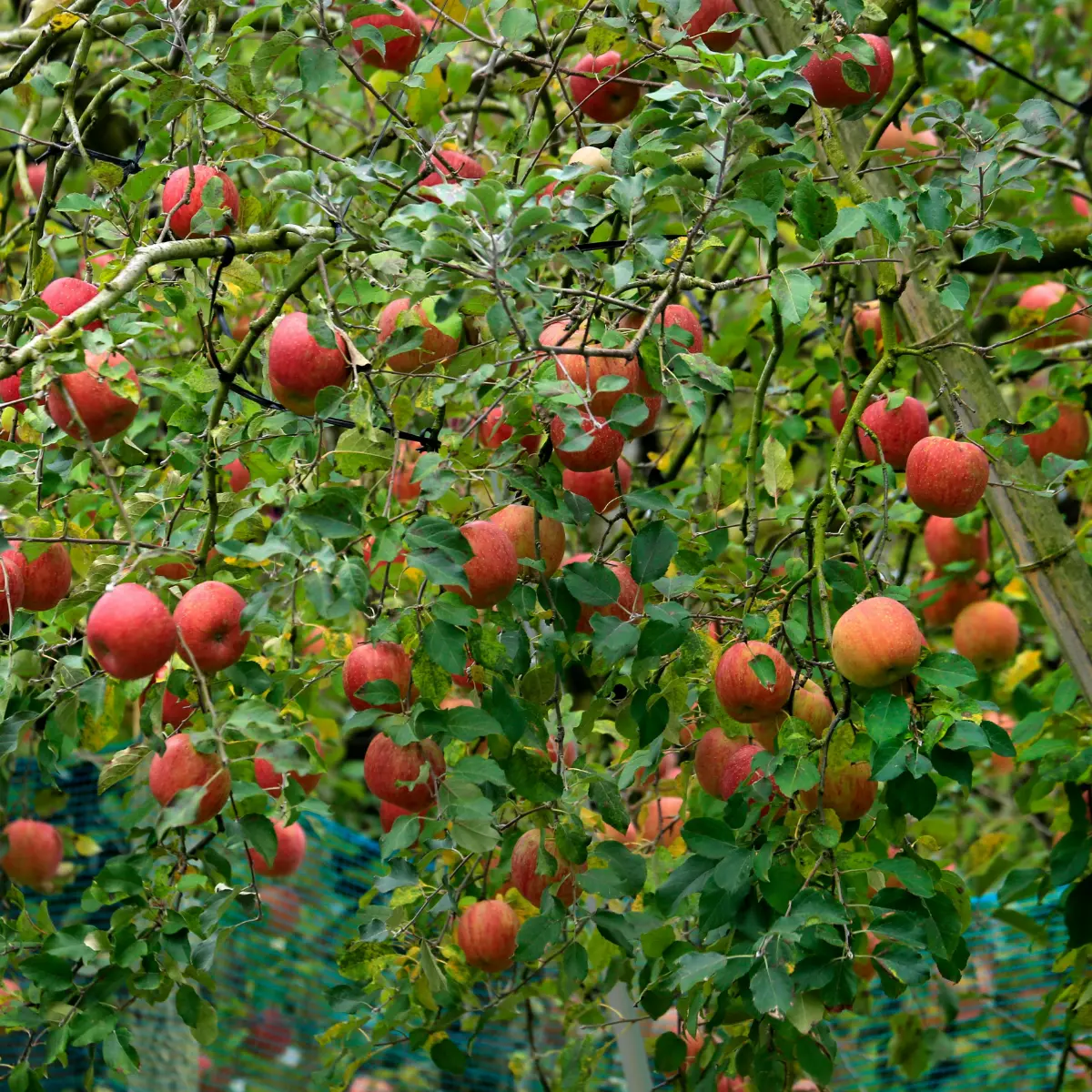 Fuji Apple Tree Live Plant - Rooted Fruit Tree, 3+ ft Tall, Outdoor - Image 5