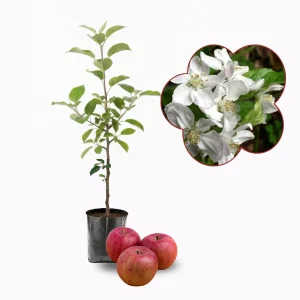 Alternative view of Fuji Apple Tree Live Plant - Rooted Fruit Tree, 3+ ft Tall, Outdoor