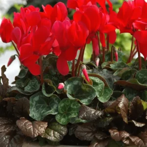 Red Cyclamen Live Plant - Hardy Flowers, Indoor/Outdoor, 4 Inch Pot - Image 5
