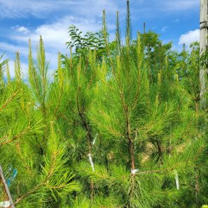 Loblolly Pine Live Plant