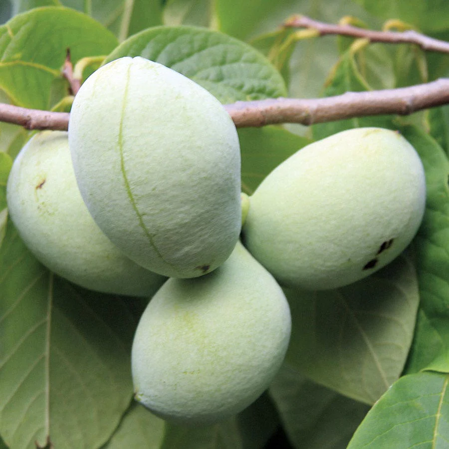 Mango Pawpaw Live Plant (Asimina triloba) – 1.5 ft Tall Well-Rooted Fruit Tree