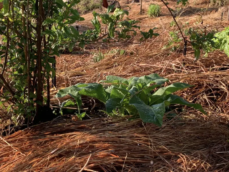 Planting Comfrey next to berry bush