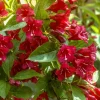 Red Weigela Live Plant (Weigela florida) - Bare Root Shrub, 2 ft Tall, Outdoor (3)