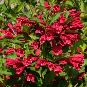 Alternative view of Red Weigela Live Plant (Weigela florida) - Bare Root Shrub, 2 ft Tall, Outdoor