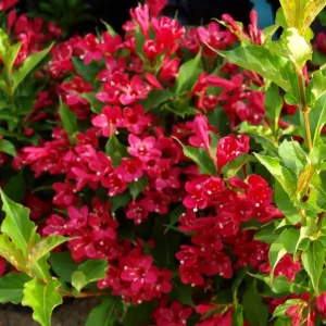 Red Weigela Live Plant (Weigela florida) - Bare Root Shrub, 2 ft Tall, Outdoor (3)