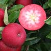 Rosette Apple