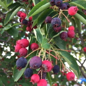 Canadian Serviceberry Live Plant - 2 ft Tall Amelanchier Canadensis Outdoor Shrub