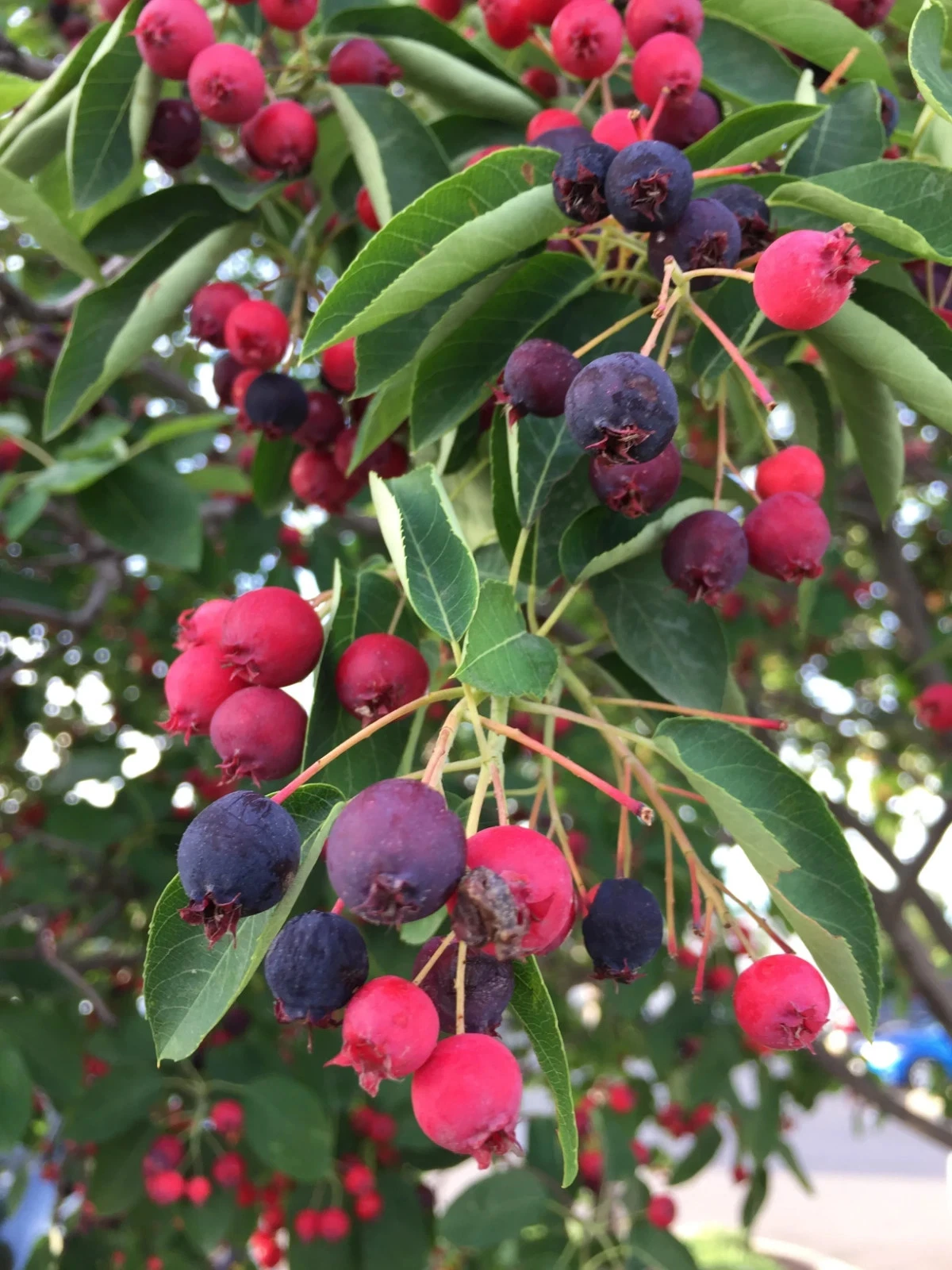 Canadian Serviceberry Live Plant - 2 ft Tall Amelanchier Canadensis Outdoor Shrub