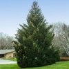 Virginia Pine Live Plant – Pinus virginiana – 10 Inches Tall – Outdoor Tree