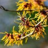 Witch Hazel Live Plant - Well-Rooted Hamamelis virginiana Shrub, 12-24 in Tall, Outdoor