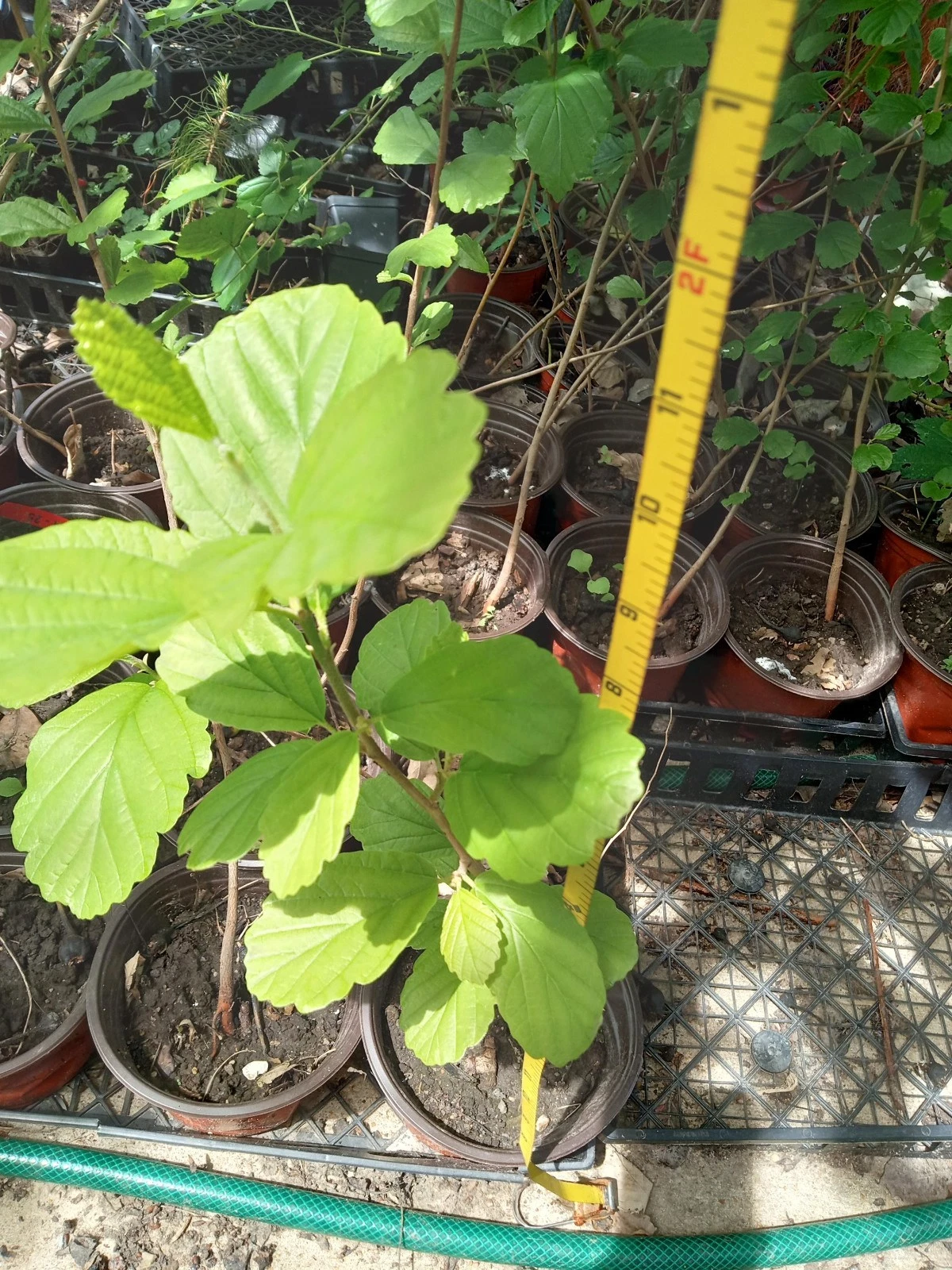 Witch Hazel Live Plant - Well-Rooted Hamamelis virginiana Shrub, 12-24 in Tall, Outdoor