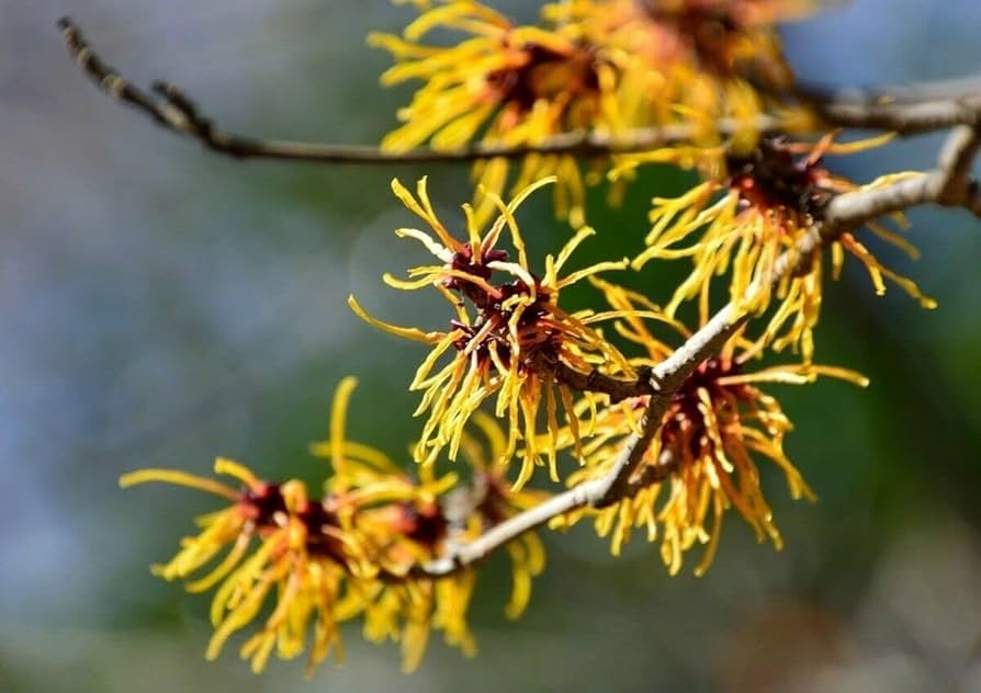 Witch Hazel Live Plant - Well-Rooted Hamamelis virginiana Shrub, 12-24 in Tall, Outdoor