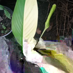 Variegated Banana Tree Live Plant - Yellow & Green Leaves, Tropical, Indoor/Outdoor - Image 2