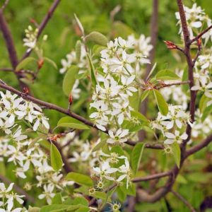 Canadian Serviceberry Live Plant - 2 ft Tall Amelanchier Canadensis Outdoor Shrub