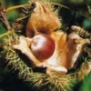 American Chestnut Live Plant - Castanea dentata Seedling - Up to 3ft Tall - Outdoor Tree - Image 1