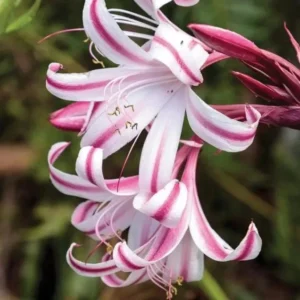Red & White Crinum Lily Bulbs - 1 Count - Up to 2 ft Tall - Perennial Flower - Image 2