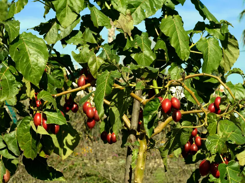 A thriving Tamarillo tree