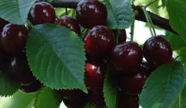 Black Cherry Tree Live Plants – 2 Pack Seedlings – Up to 2 ft Tall – Outdoor Fruit Tree - Image 1