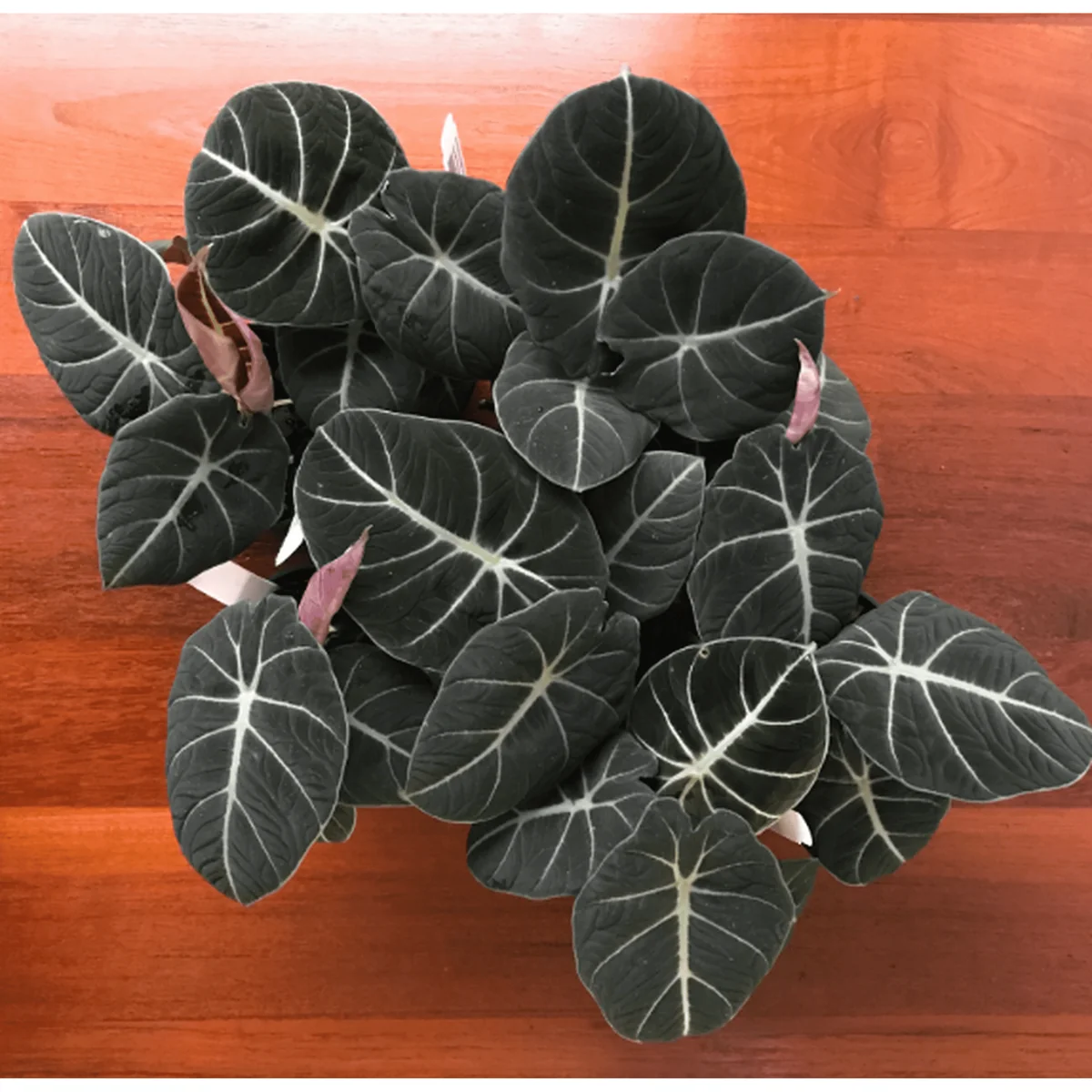 Black Velvet Alocasia Live Plant – Indoor Elephant Ear – 4-6 Inch Tall - Image 3
