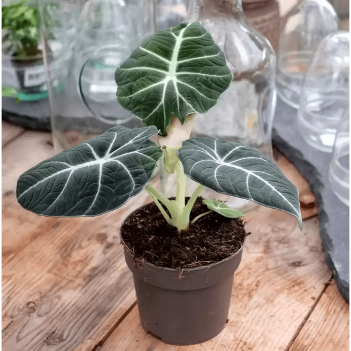 Black Velvet Alocasia Live Plant – Indoor Elephant Ear – 4-6 Inch Tall - Image 4