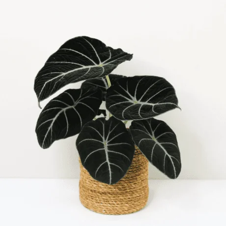 Black Velvet Alocasia Live Plant – Indoor Elephant Ear – 4-6 Inch Tall - Image 6