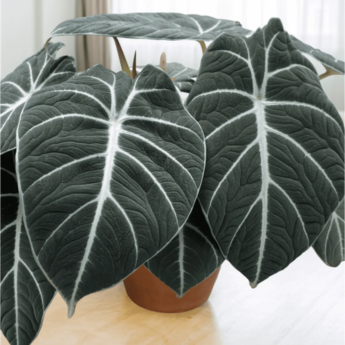 Black Velvet Alocasia Live Plant – Indoor Elephant Ear – 4-6 Inch Tall - Image 1