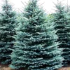 Blue Spruce Live Plant - 1 ft Tall Colorado Blue Spruce Tree Outdoor Picea pungens - Image 1