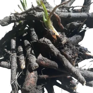 Bocking 14 Comfrey Plant Roots - 10 Packs, 4 Inch Long, Symphytum Officinale - Image 3